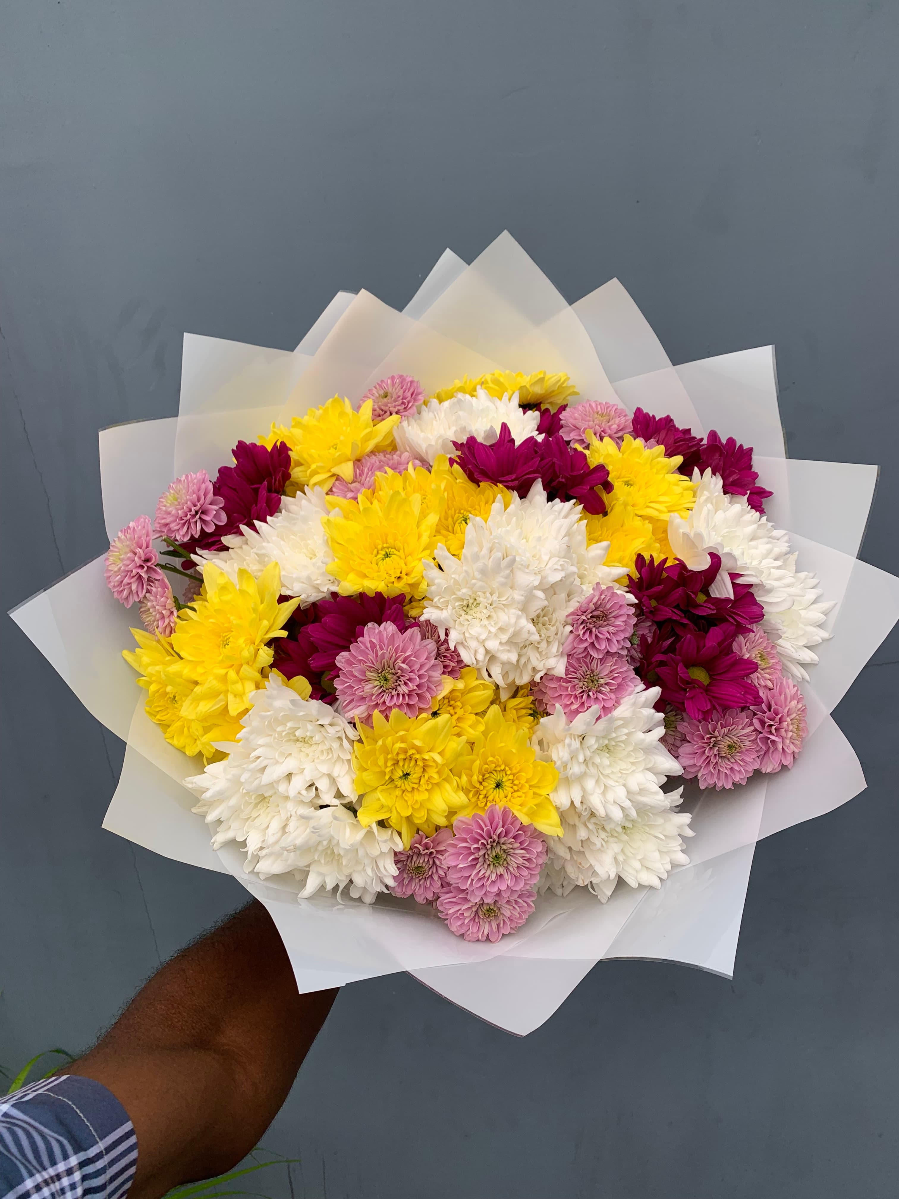 Charming chrysanthemum